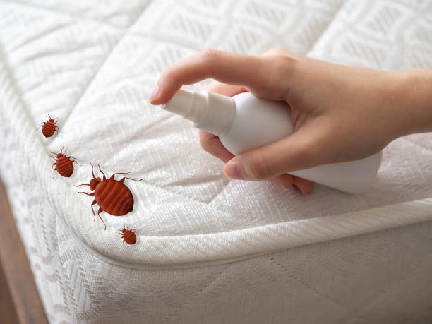Flea Control Services in Corcoran, MN